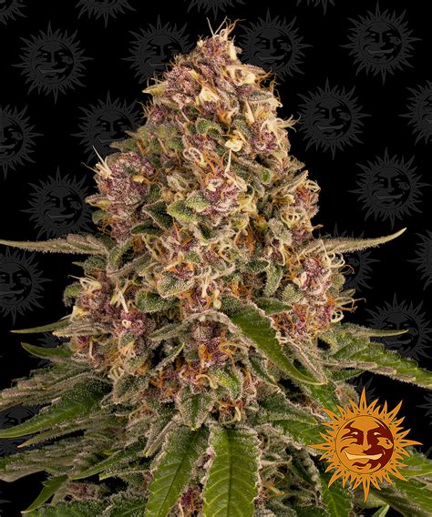 pink kush strain strain